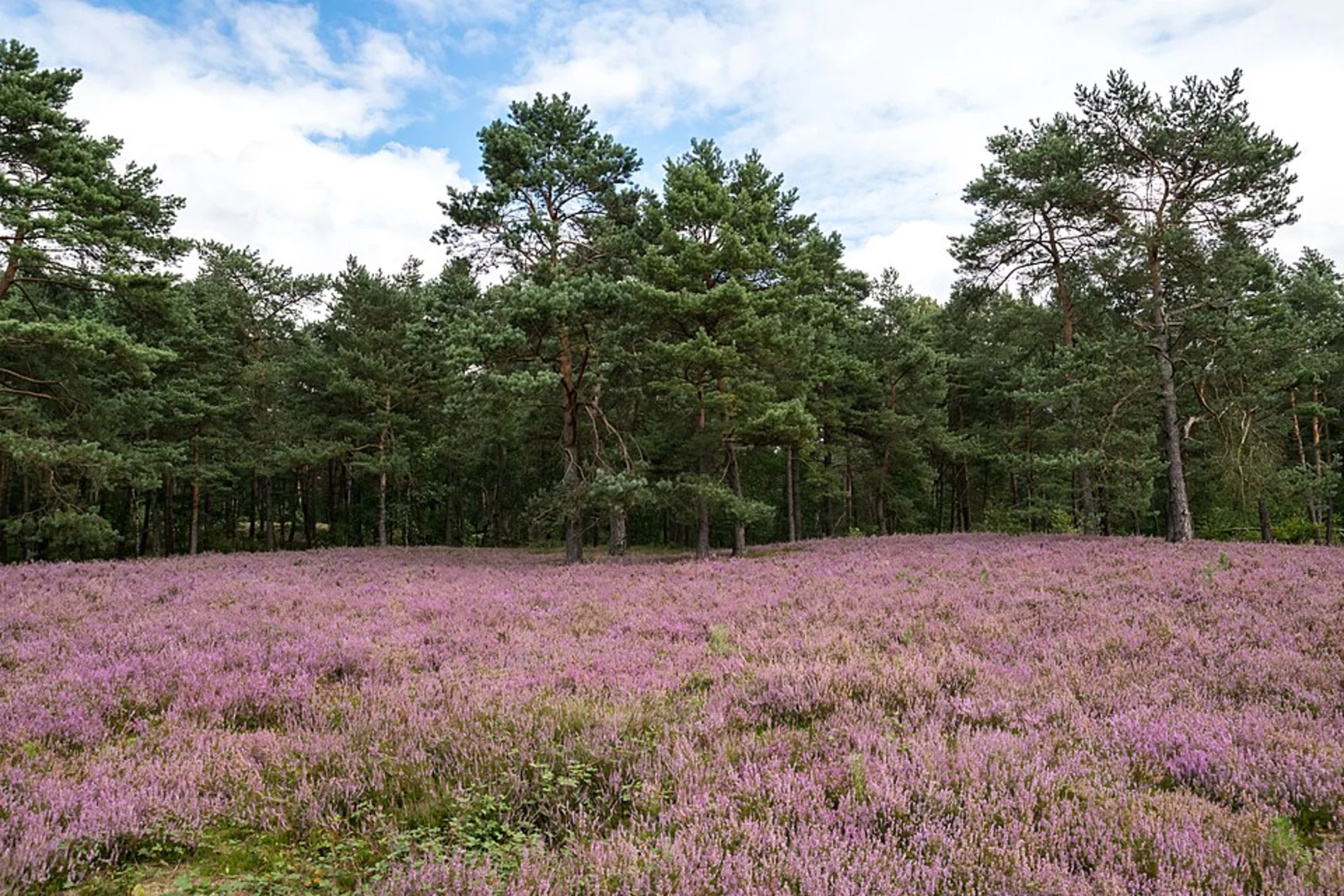 An image depicting the trail Ölbachtal mit Augustdorfer Dünenfeld Loop via Dünen-Silhouette and its surrounding area.