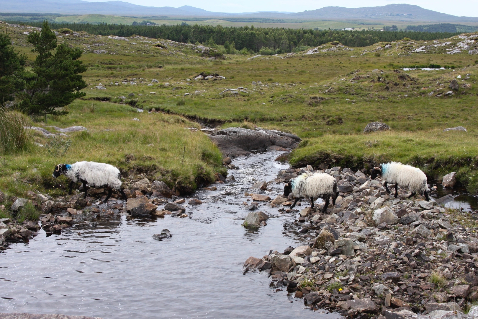 An image depicting the trail Kilmaine - Nature Walk and its surrounding area.