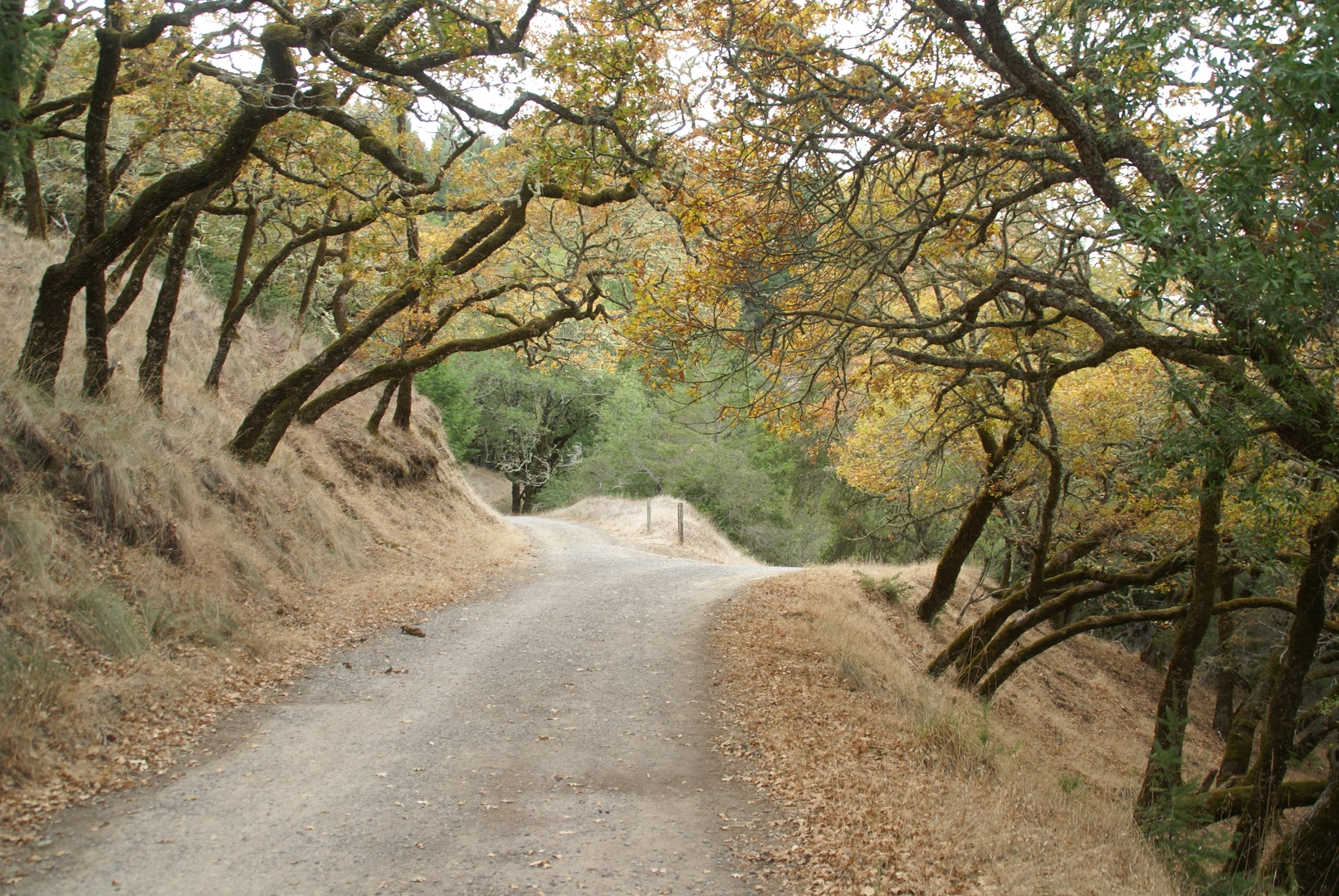 An image depicting the trail Pine Mountain and Oat Hill Fire Road and its surrounding area.