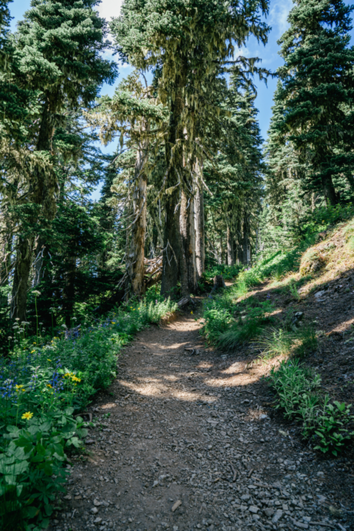 An image depicting the trail High Rock Lookout Trail and its surrounding area.