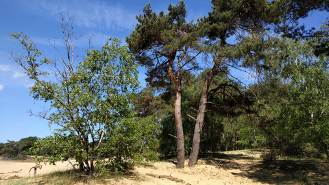 Oudezijl to Bourtange via Houwingaham and Bellingwolderbos