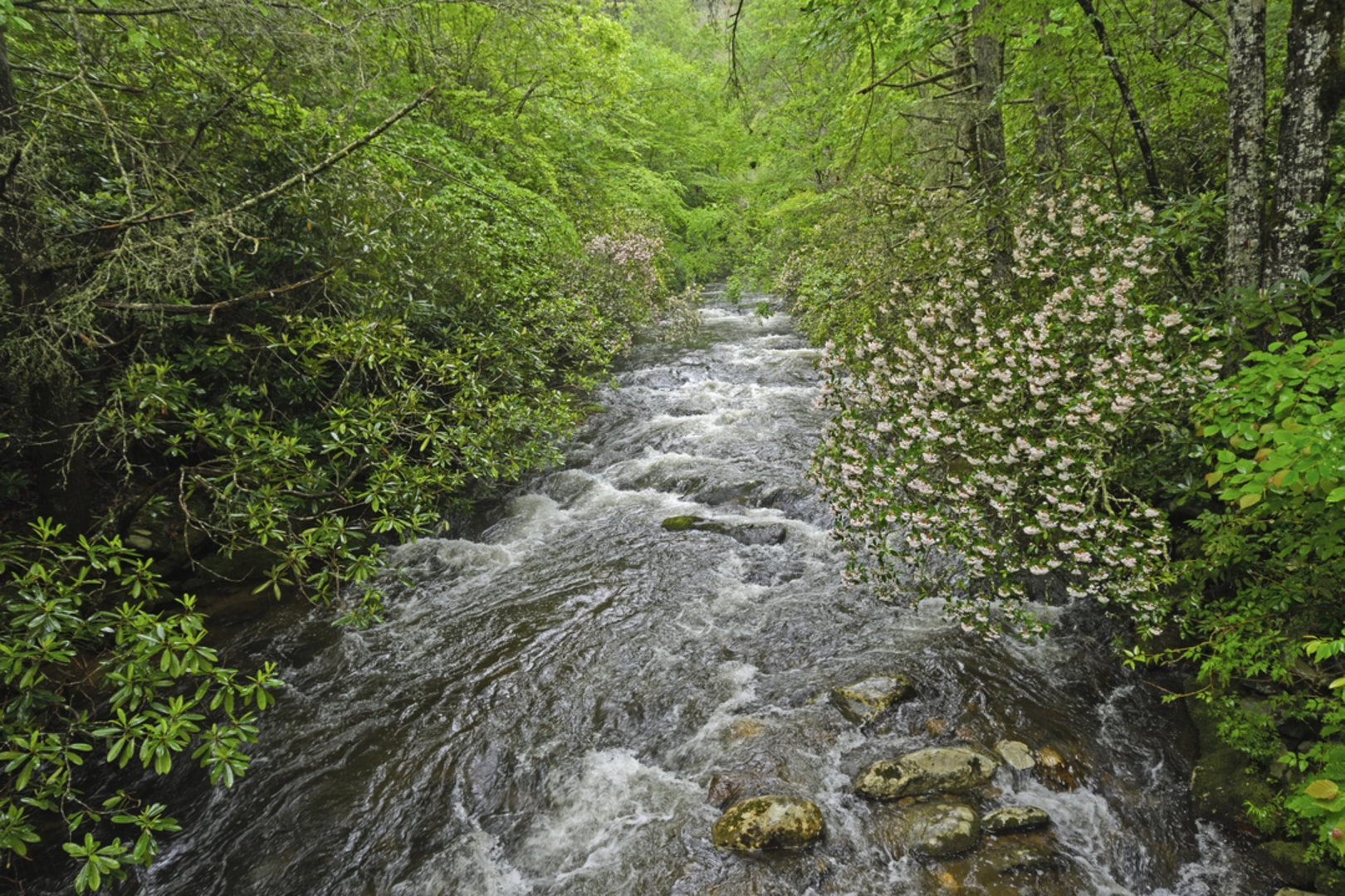 An image depicting the trail Springhouse Branch, Whiteoak Branch and BMT Loop Trail and its surrounding area.