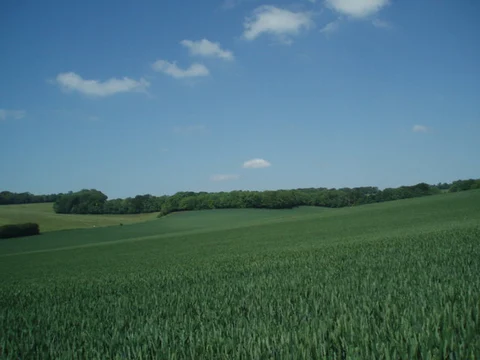 Granny's Belt, Highpark Wood and Green Broom Loop