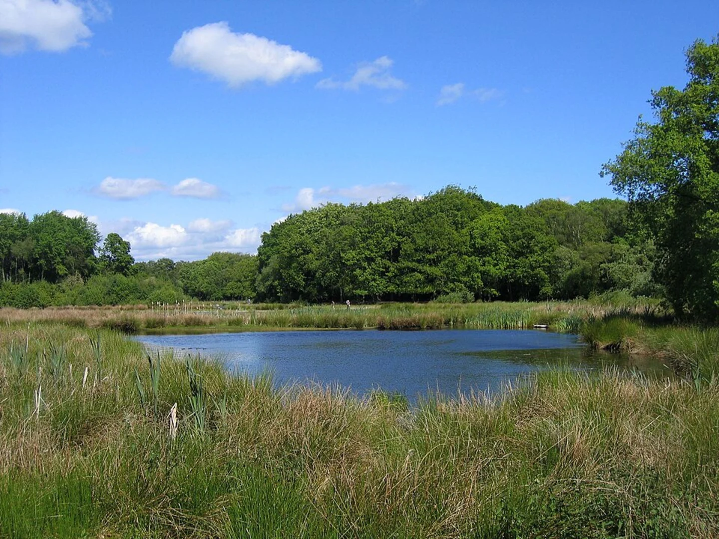 An image depicting the trail Brown Moss 106 Loop and its surrounding area.