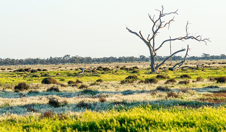 An image depicting the trail Oolambeyan National Park and its surrounding area.