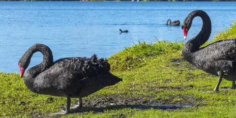 An image depicting the trail Lake Pupuke Paddle and its surrounding area.