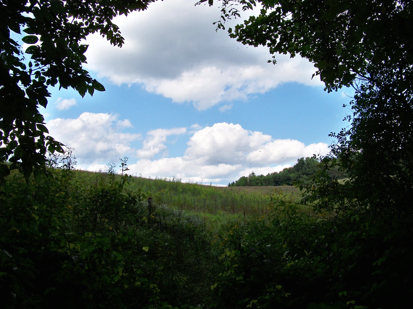 An image depicting the trail Bear Run Nature Reserve Loop Trail and its surrounding area.