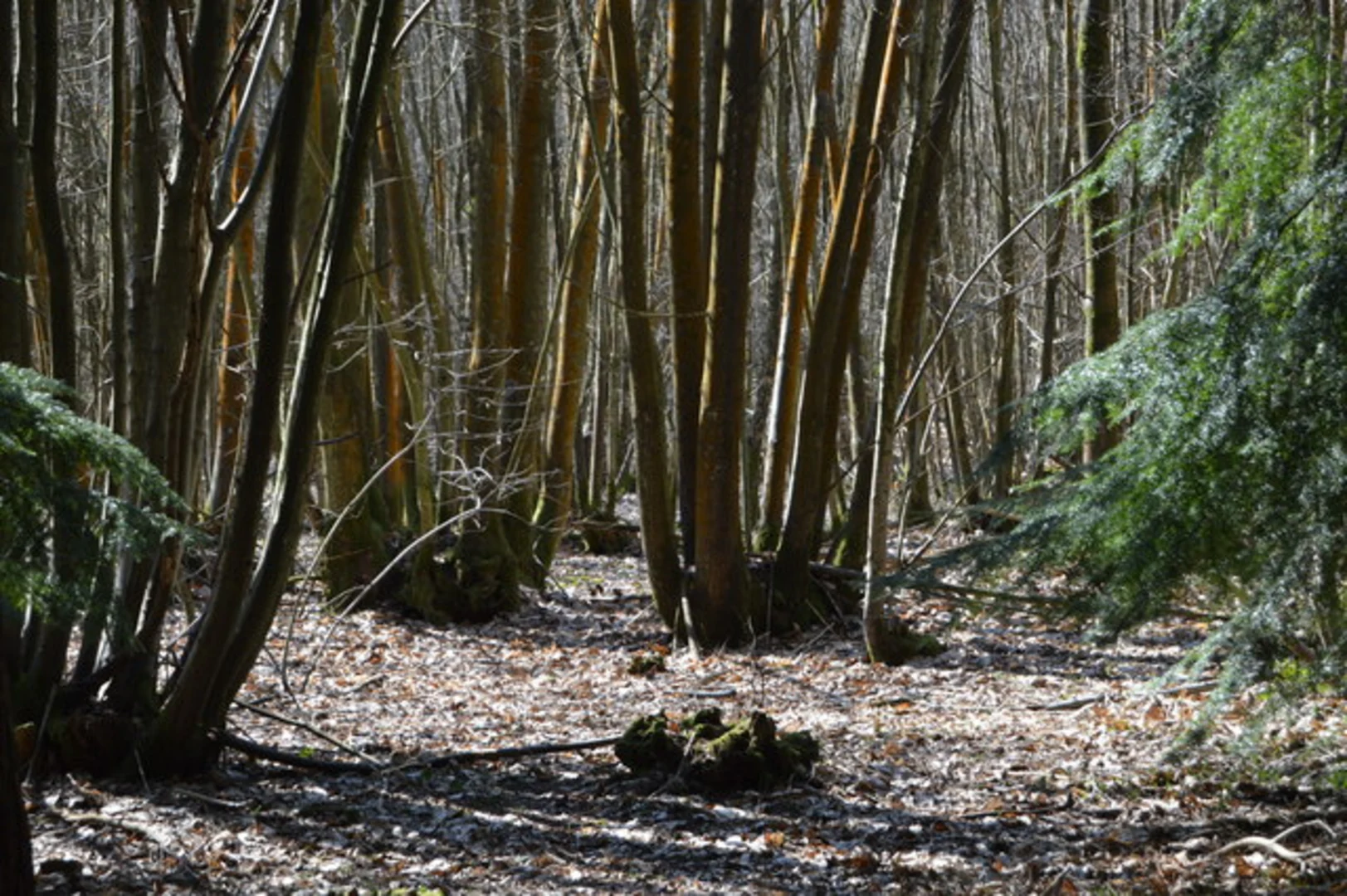An image depicting the trail Bedgebury National Pinetum Loop and its surrounding area.