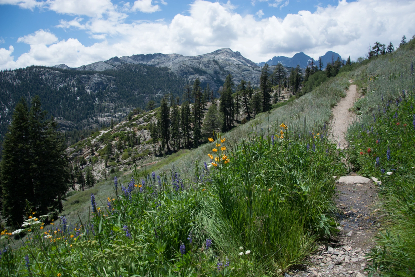 An image depicting the trail Agnew Wildflower Loop Trail and its surrounding area.