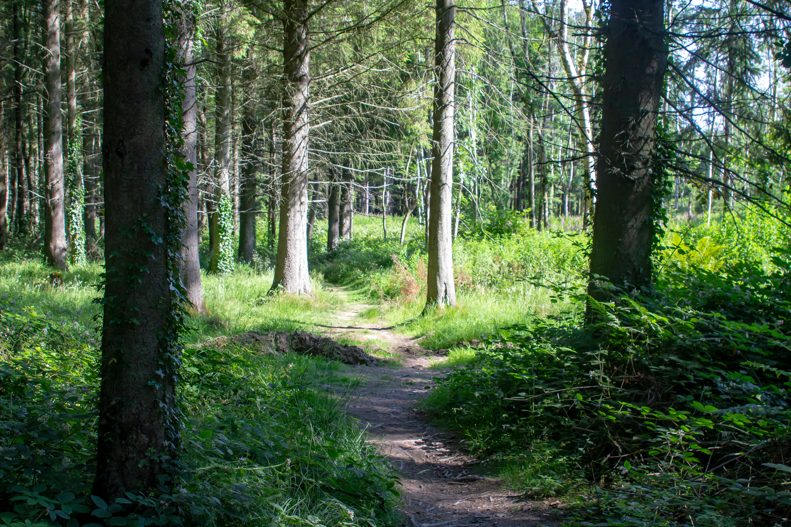 An image depicting the trail Cairn Wood Walk and its surrounding area.