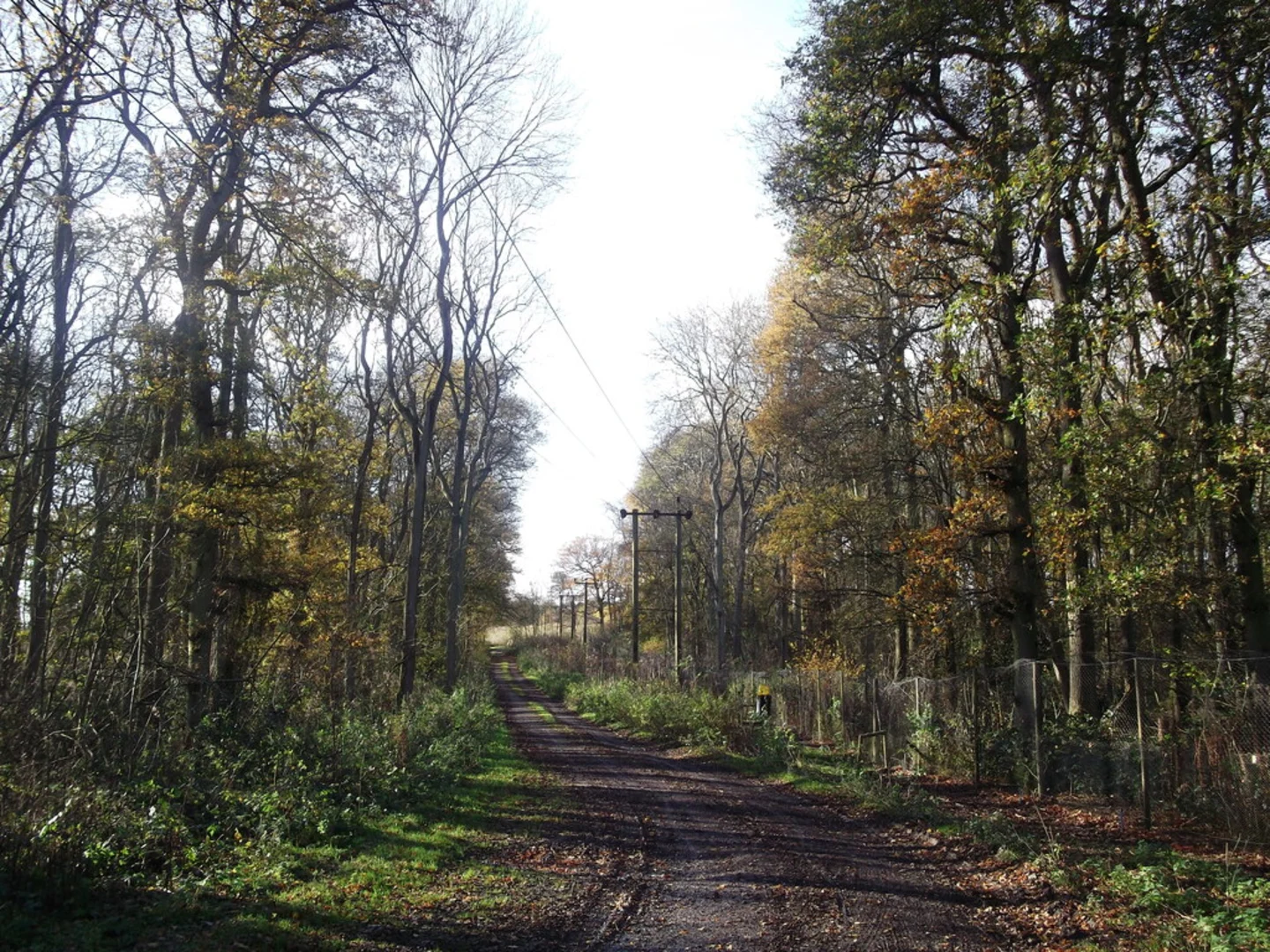 An image depicting the trail Lodges Wood and Rowtye Wood Loop and its surrounding area.