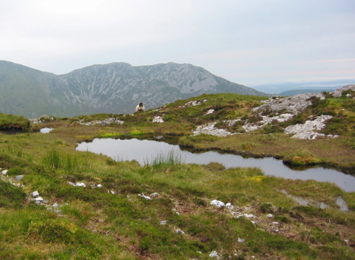 An image depicting the trail Maumonght and An Chailleach Loop and its surrounding area.