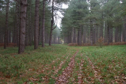 An image depicting the trail Warren's Lodge Loop via The Warrener's World Trail and its surrounding area.
