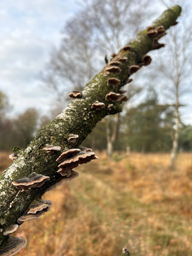An image depicting the trail Drents Friese Wold and its surrounding area.