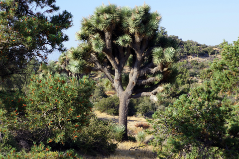 An image depicting the trail Warren Peak via Black Rock Trail and its surrounding area.