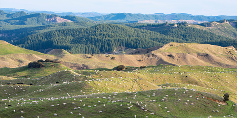 Boundary Stream Walks