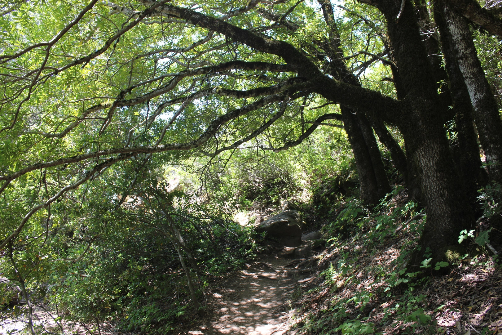 An image depicting the trail Saratoga Gap Trail - Short and its surrounding area.