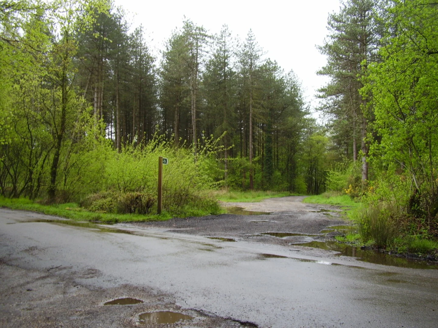 An image depicting the trail Wiggaton Loop and its surrounding area.