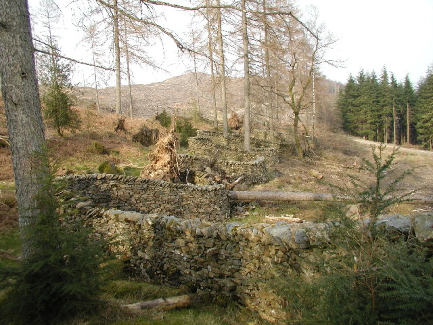 An image depicting the trail Grizedale Forest Loop and its surrounding area.