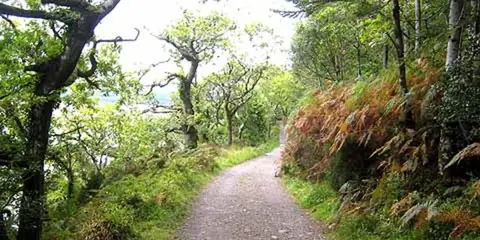 An image depicting the trail Slishwood - Forest Walk and its surrounding area.