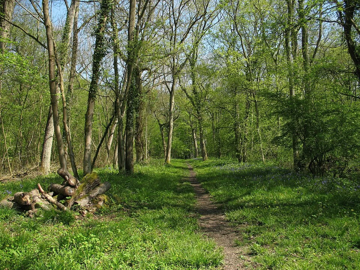 Buff Wood and Hayley Wood NNR Loop