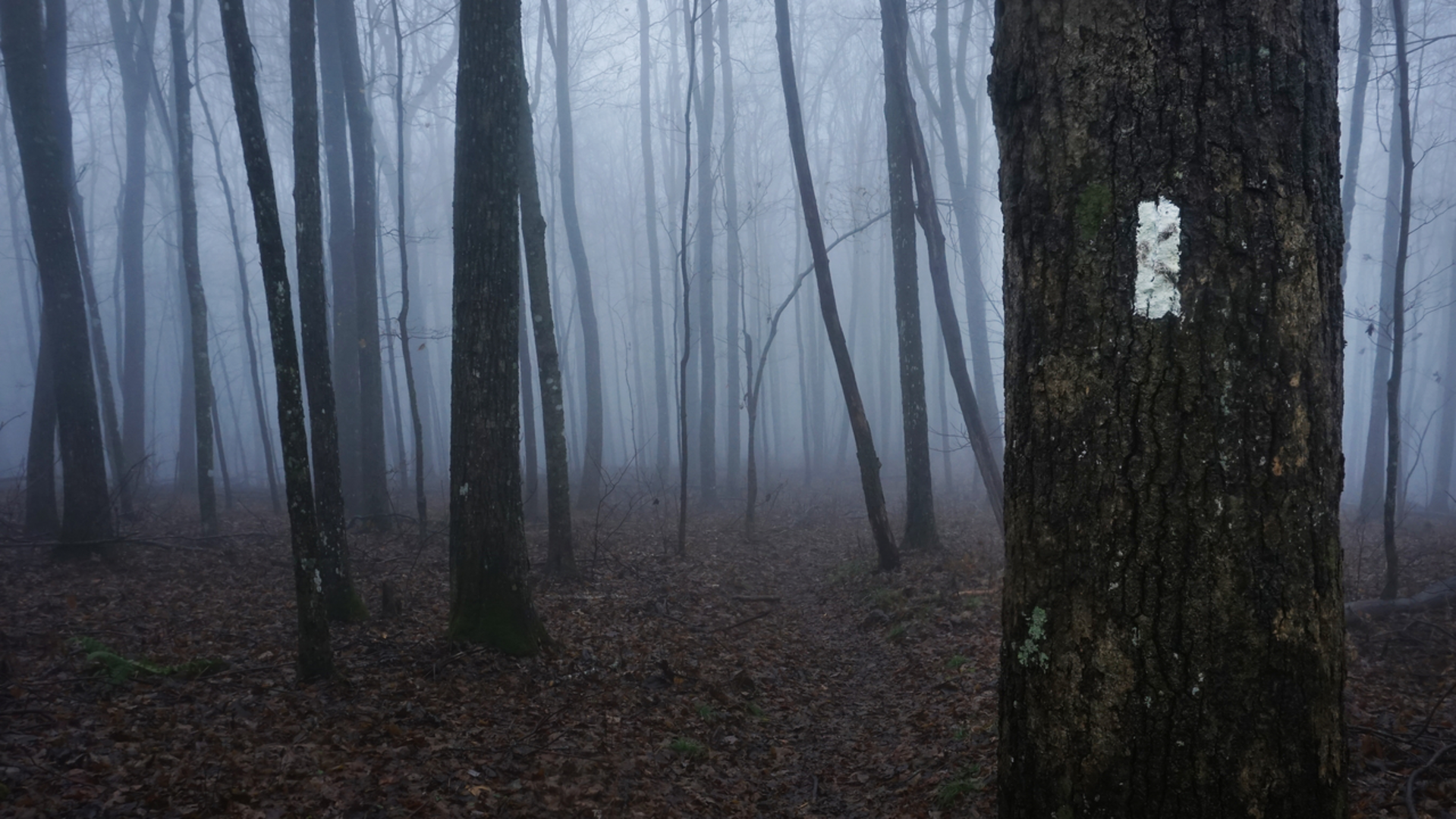 An image depicting the trail Sweat Heifer Creek via Appalachian Trail and its surrounding area.