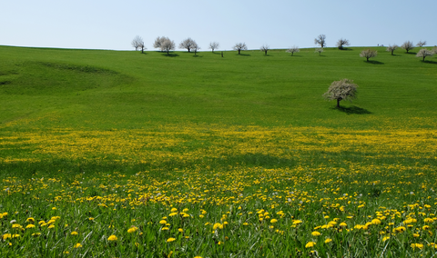 Fricktal Chriesiwäg Cherry Trail