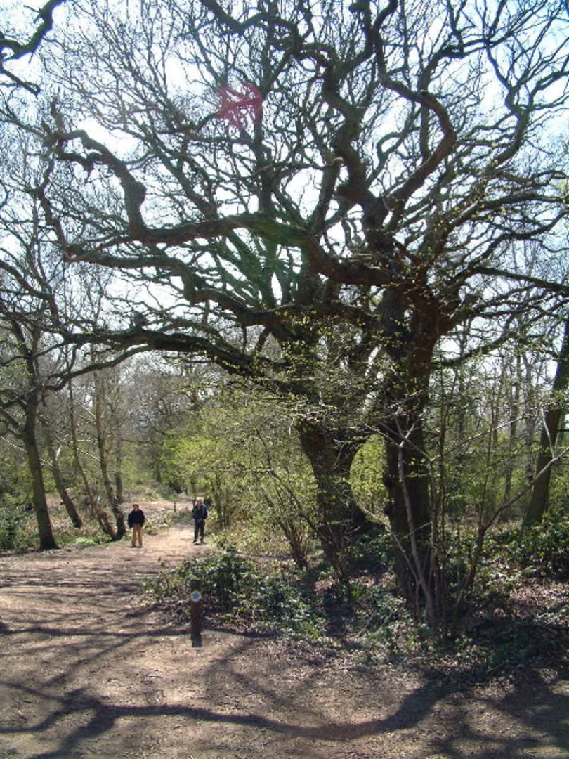 An image depicting the trail Slade Wood, Westhill Wood and Shotover Country Park Loop and its surrounding area.