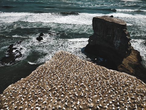 Takapu Refuge Walk and Maori Bay Track Loop