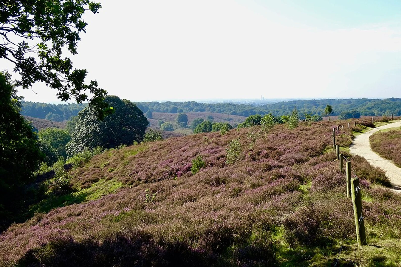 An image depicting the trail Potjesberg, Kraaijenberg and De Potjes Loop and its surrounding area.