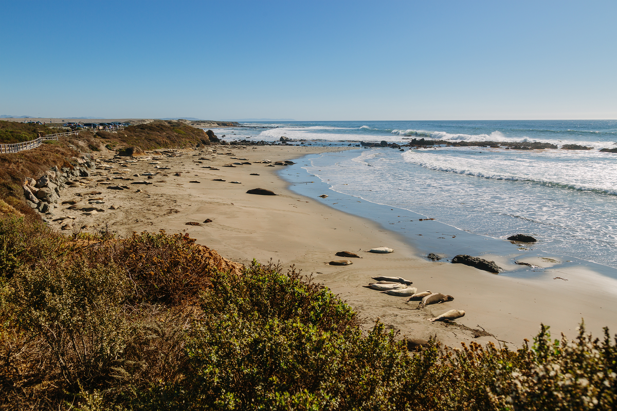 Elephant Seal Vista Point Walk