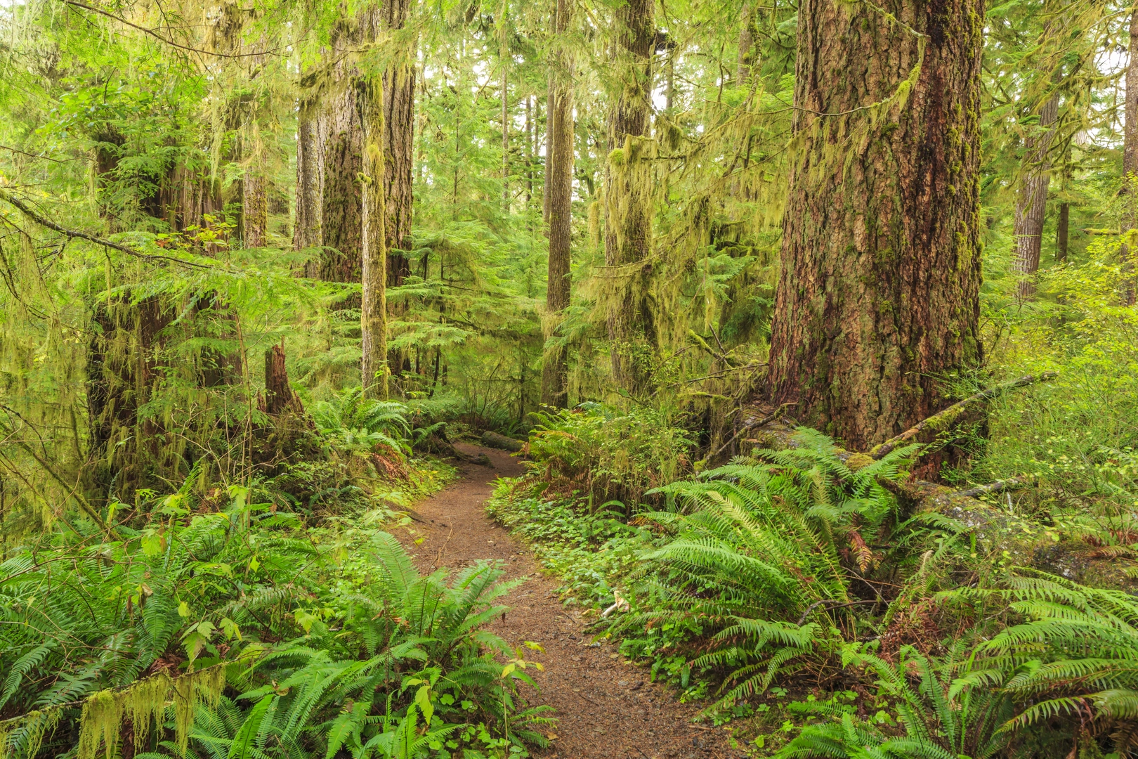 An image depicting the trail Blue Glacier And Hoh River Trail and its surrounding area.