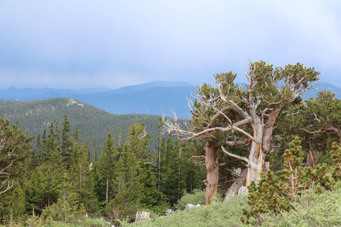 An image depicting the trail Alpine Garden Loop Trail and its surrounding area.