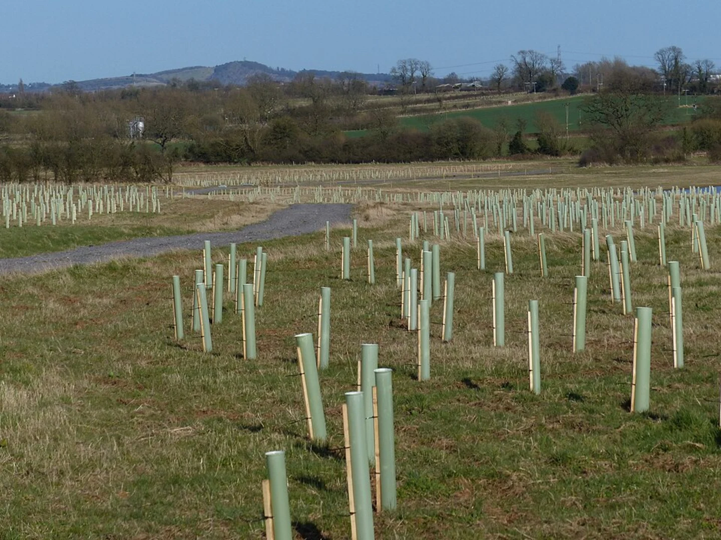 An image depicting the trail Queen Elizabeth Diamond Jubilee Wood Loop and its surrounding area.