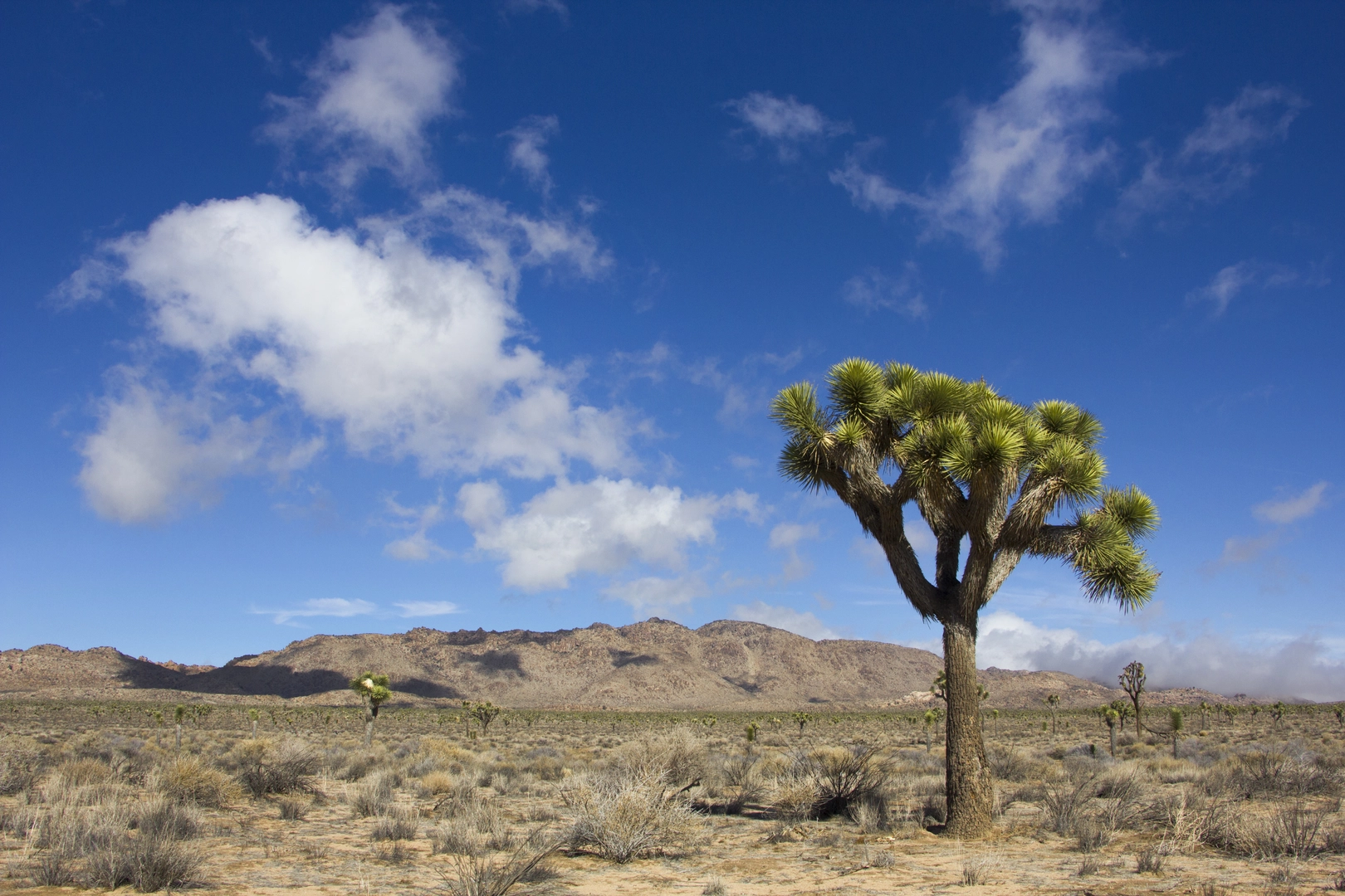 An image depicting the trail Queen Mountain Base Walk and its surrounding area.