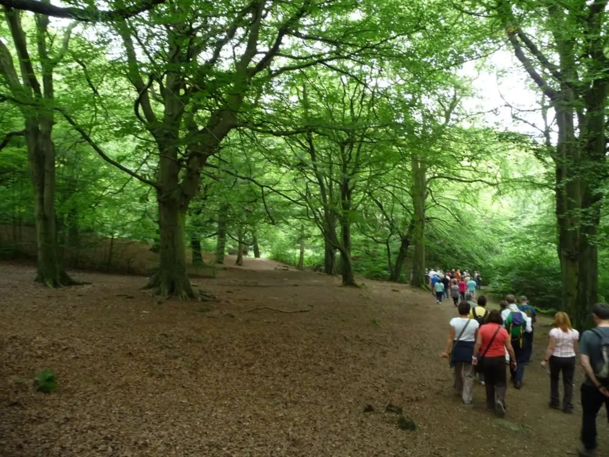 Judy Woods and Low Wood