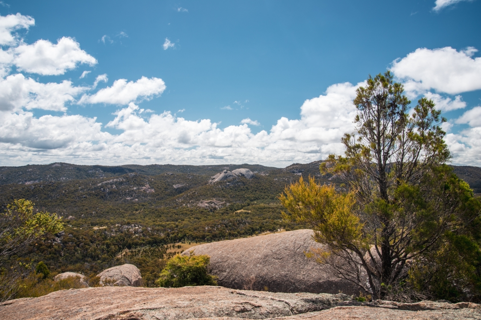 An image depicting the trail The Sphinx and Turtle Rock Track and its surrounding area.