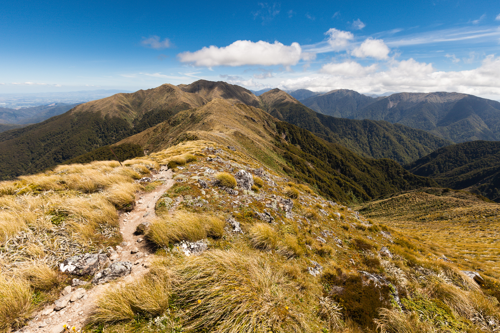 An image depicting the trail Holdsworth Roadend to Powell Hut - Mount Holdsworth and its surrounding area.