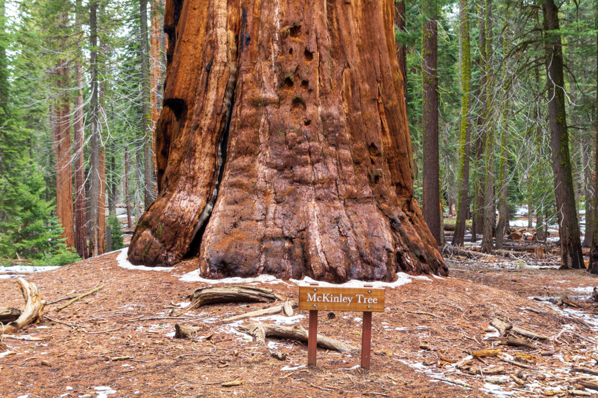 McKinley Grove of Giant Sequoias Trail