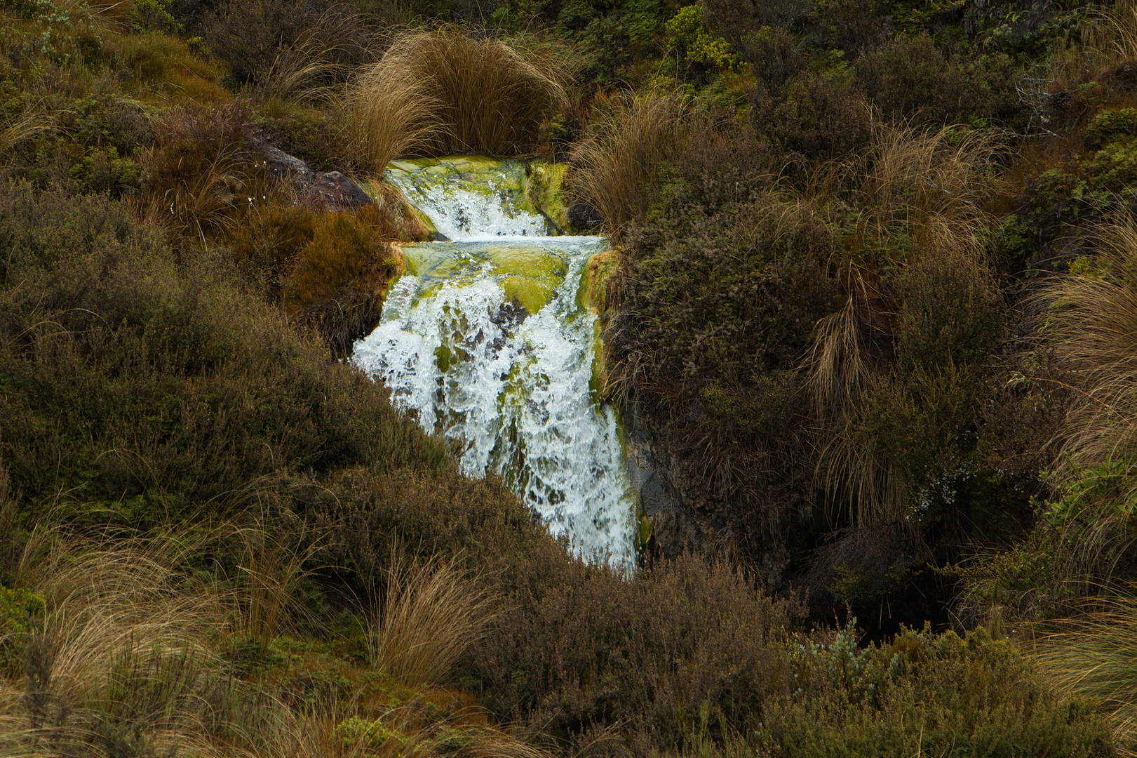 An image depicting the trail Silica Rapids and Punaruku Falls Loop and its surrounding area.