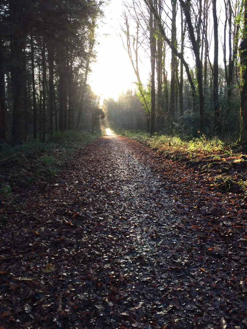 An image depicting the trail Castlemorris Wood Loop and its surrounding area.