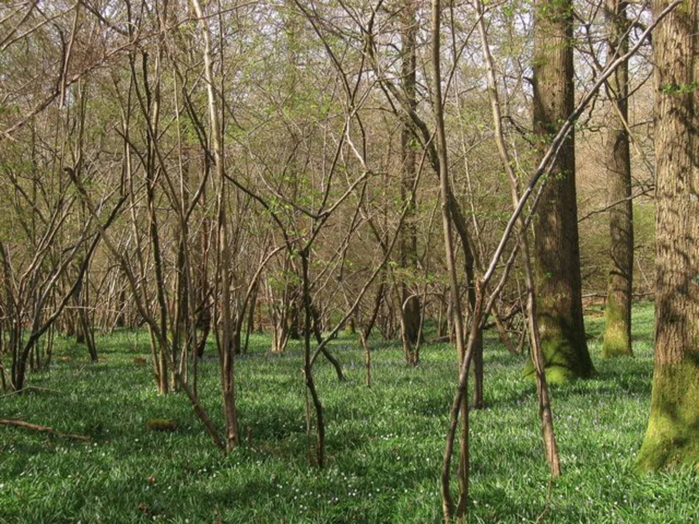 An image depicting the trail Ashington Circular Path and its surrounding area.