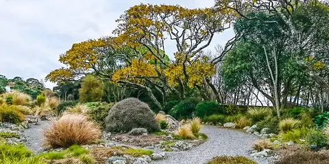 An image depicting the trail Otari - Wilton’s Bush Circular Walk and its surrounding area.