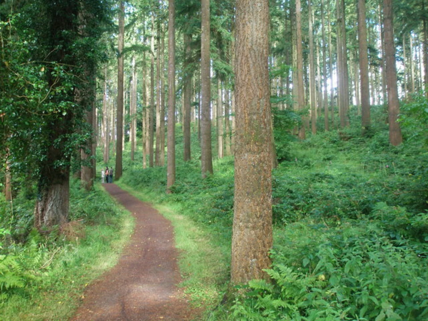 An image depicting the trail knockmany Forest - Ardunshin Lough Trail and its surrounding area.