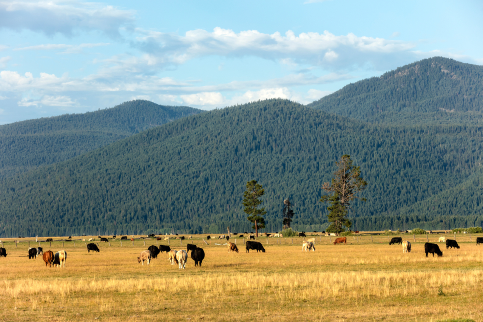 An image depicting the trail Wood River Trail and its surrounding area.