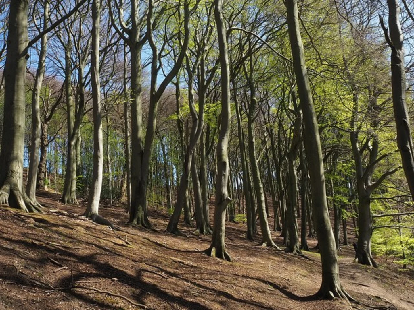 An image depicting the trail Ringinglow CIrcular Walk and its surrounding area.