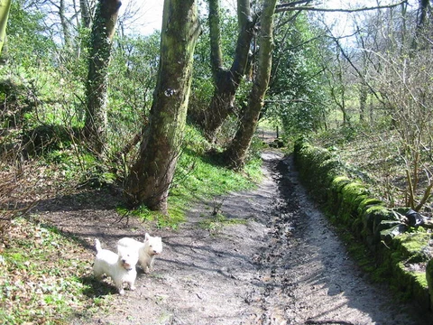 An image depicting the trail Little Eaton and Morleymoor Loop and its surrounding area.