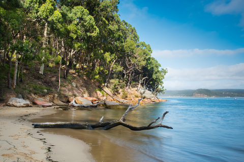 Flannel Flower Track
