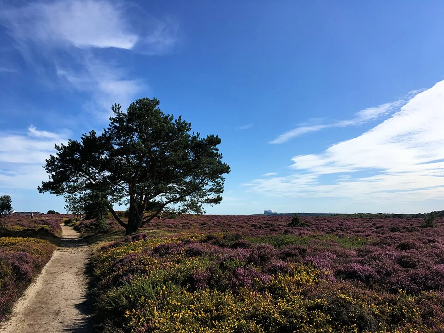 An image depicting the trail Greyfriars Wood and Suffolk Coast Path Loop and its surrounding area.