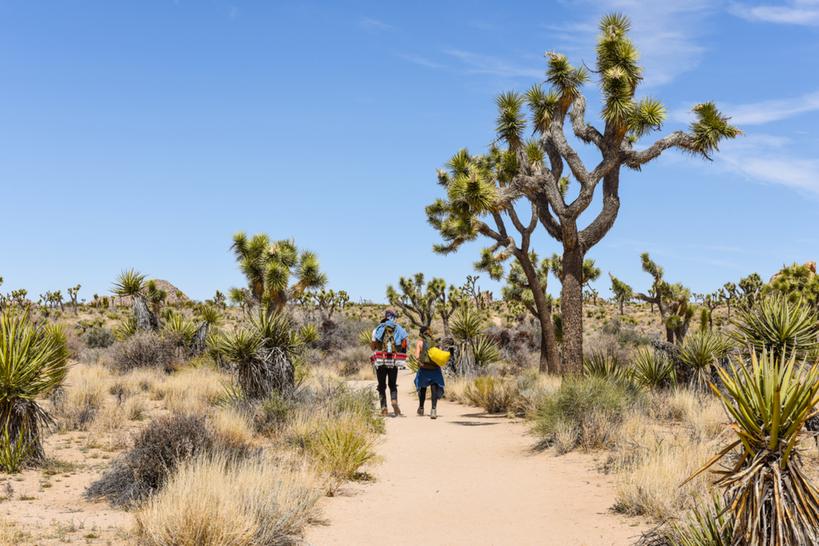 An image depicting the trail Boy Scout Trail and its surrounding area.